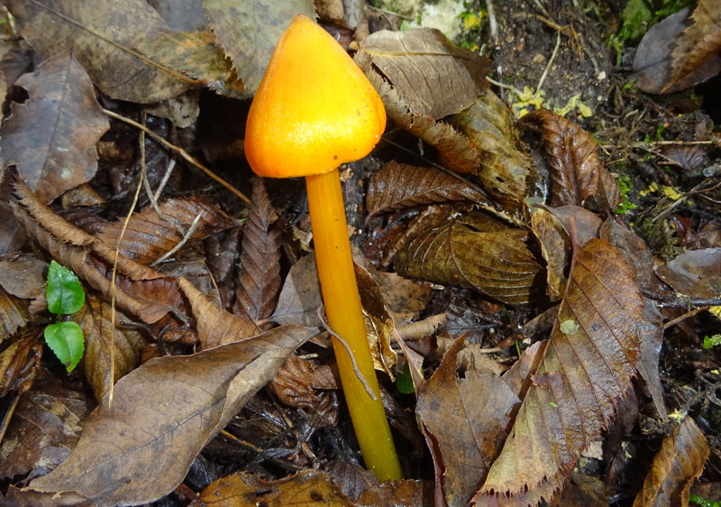 Hygrocybe konradii